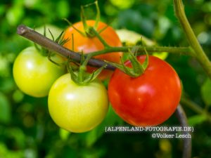 Tomaten am Mountainfloat