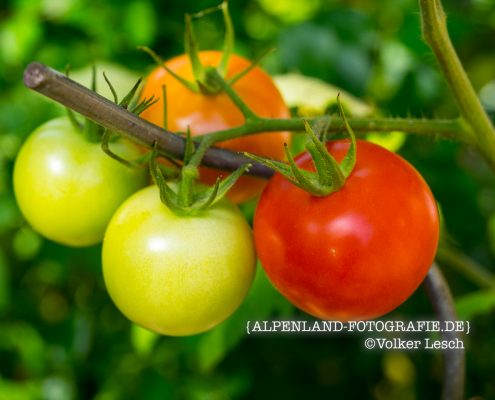 Tomaten am Mountainfloat